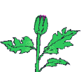 kukat animoituja-kuvia-gif